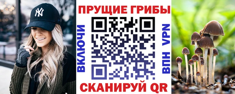 маркетплейс Telegram  Любань  Псилоцибиновые грибы Psilocybine cubensis 
